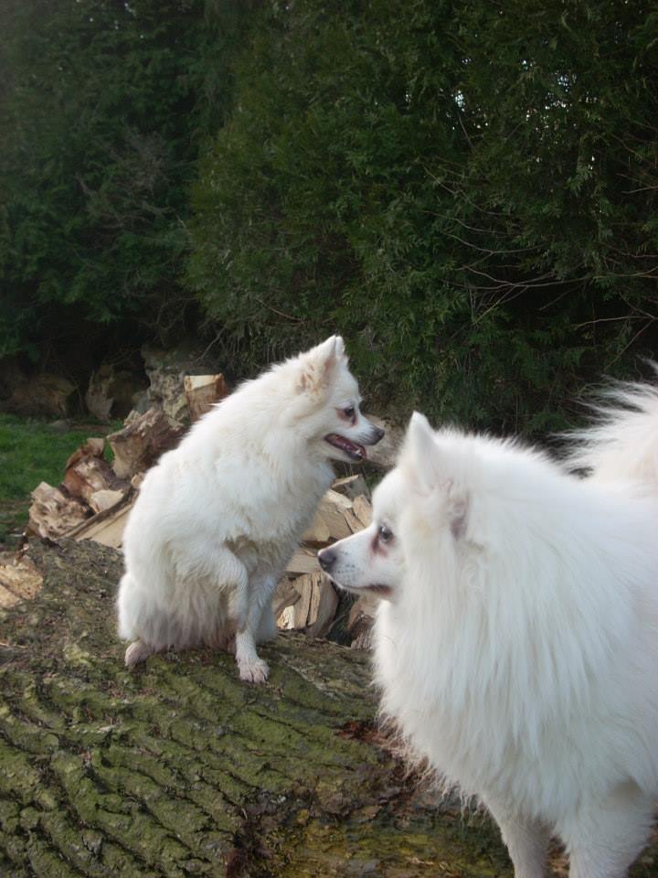 Daïa et Gam'Over dit Gammy, Spitz