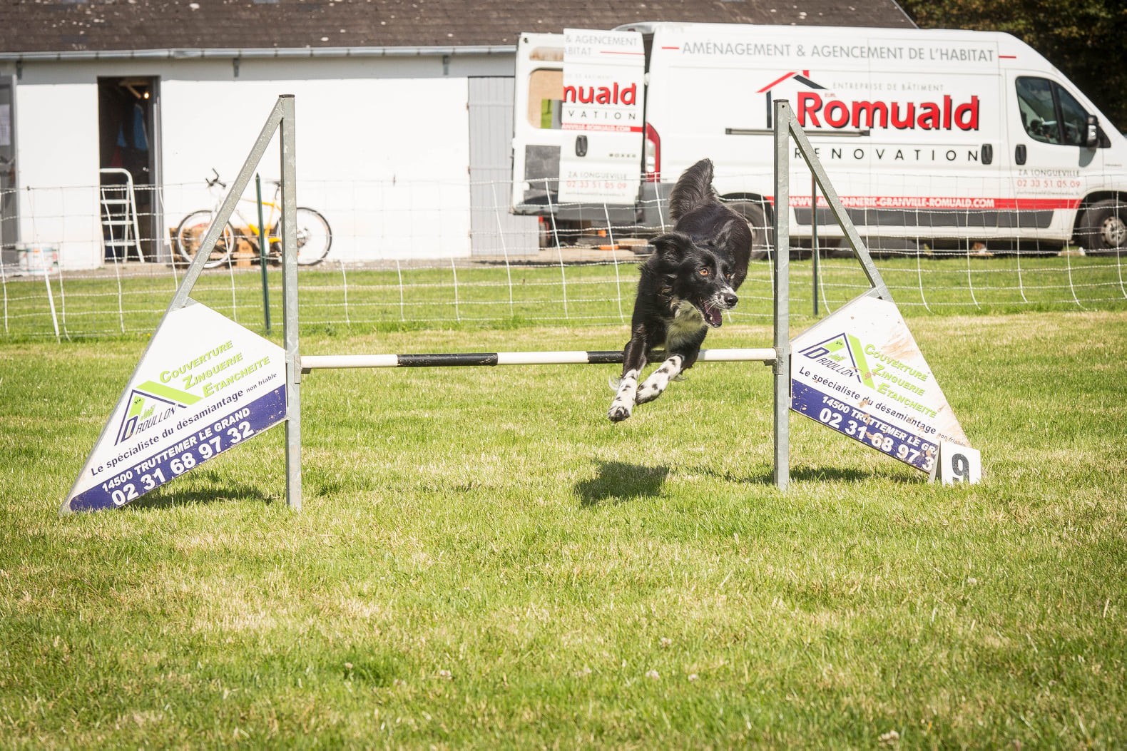 Njut, Border Collie