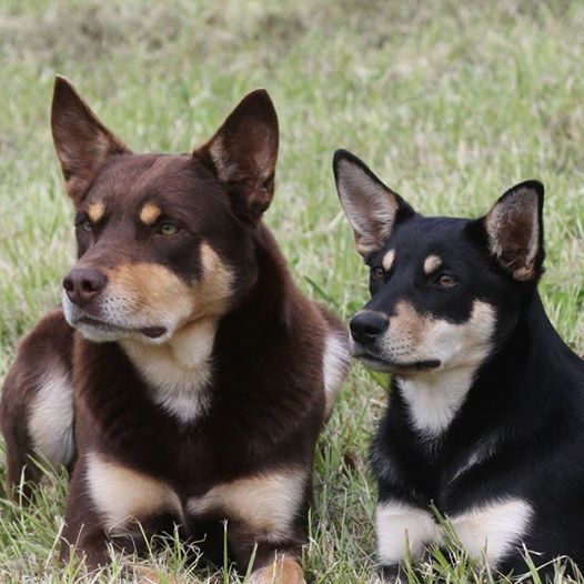 Hi-tech et Lady Perfect,  Kelpie australien