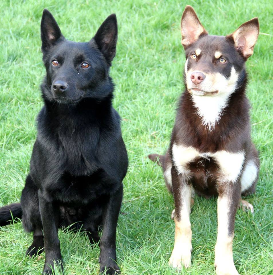 Come back et Hi-Tech, Kelpie australien