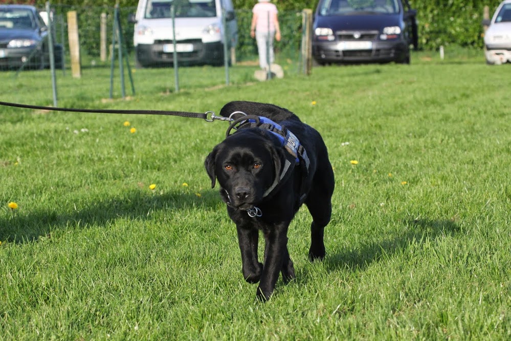 Fripouille, Labrador