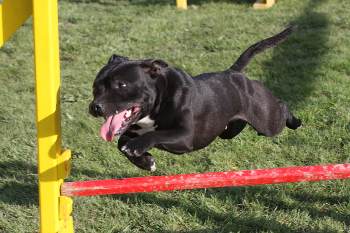 French Kiss, Staffordshire Bull Terrier ou staffie